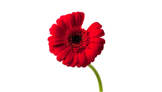 flower missing a petal